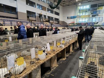 XX Ogólnopolska Wystawa Królików Rasowych w Wieluniu za nami